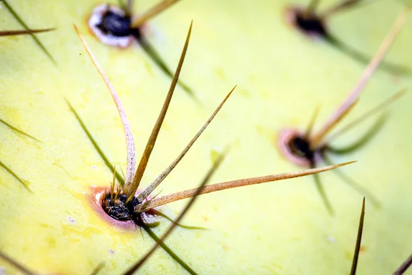 Spikes of Prickly Pear cactus — Stock Photo, Image