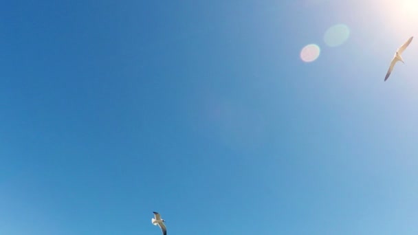 Cielo azul soleado con gaviotas volando — Vídeo de stock