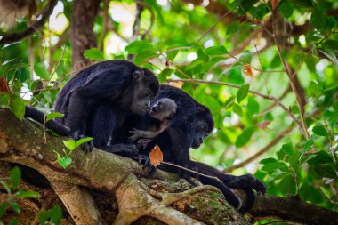 Family of mantled howler monkeys in the rainforest of Central Panama