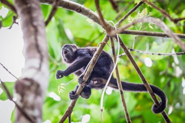 Merkez Panama 'nın yağmur ormanlarında Mantolu uluyan maymun