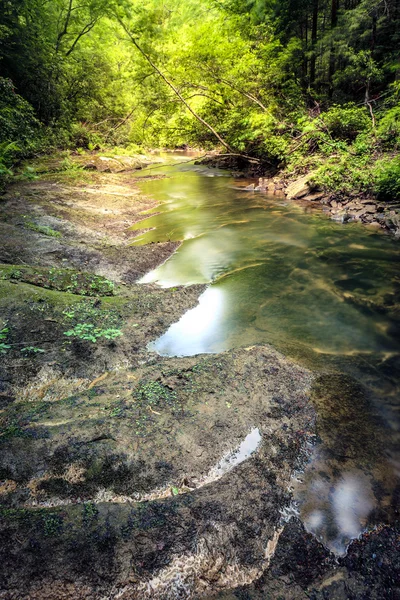 Forest Creek i Kentucky — Stockfoto