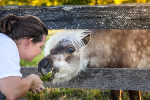 Leckerbissen für ein Pony — Stockfoto