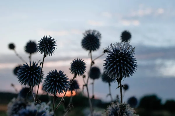 Silueta de una abeja que poliniza una flor azulada espinosa al atardecer. El concepto de vida silvestre y apicultura — Foto de Stock