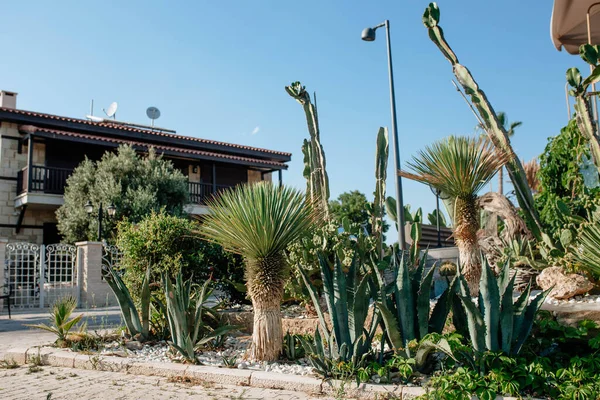 Cactus y palmeras creciendo en una cama cerca de una casa en Turquía. Concepto diseño de paisaje y exterior — Foto de Stock