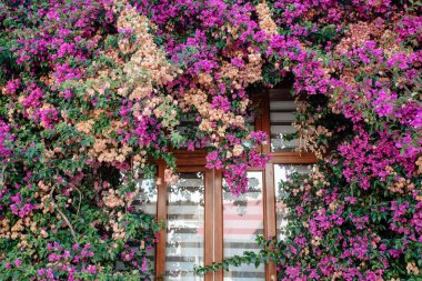 Binanın dışı. Evin penceresini süsleyen bir çiçek çiti var. Peyzaj tasarımı ve mimarisi kavramı. 