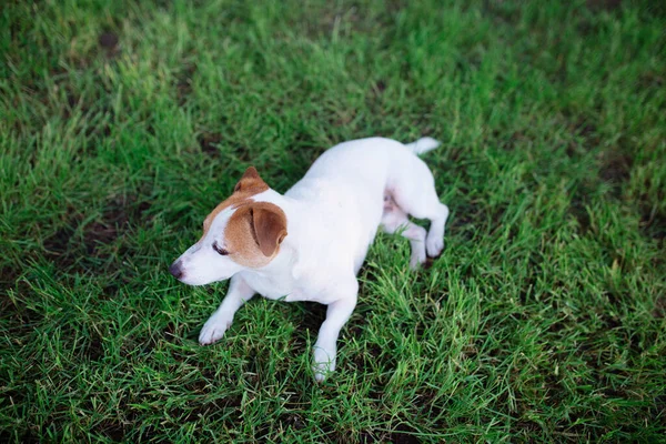 Zwierzęta Domowe Pies Jack Rusl Terrier Jest Rozgrywany Trawie Polowania — Zdjęcie stockowe