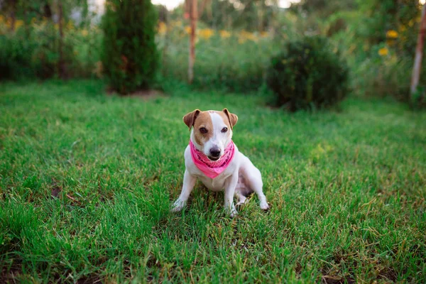 Pets Dog Jack Rusl Terrier Played Grass Hunt Game Puppy — Stock Photo, Image