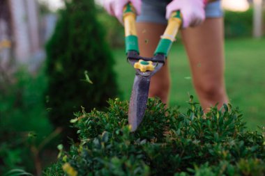 Bahçıvan. Elinde makasla bir kadın bahçedeki çalıları kesiyor. Yakın plan. Peyzaj tasarımı ve bitkilerin bakımı. 