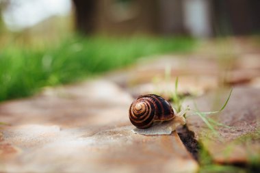 a beautiful wet snail crawls along a garden path made of stone