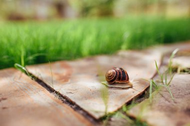 a beautiful wet snail crawls along a garden path made of stone