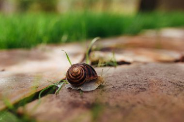 a beautiful wet snail crawls along a garden path made of stone