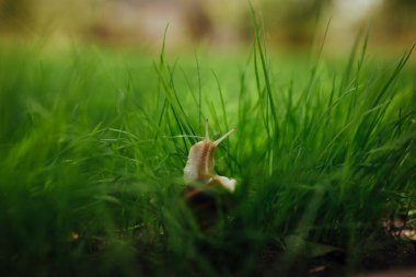 beautiful snail sitting in green grass close-up
