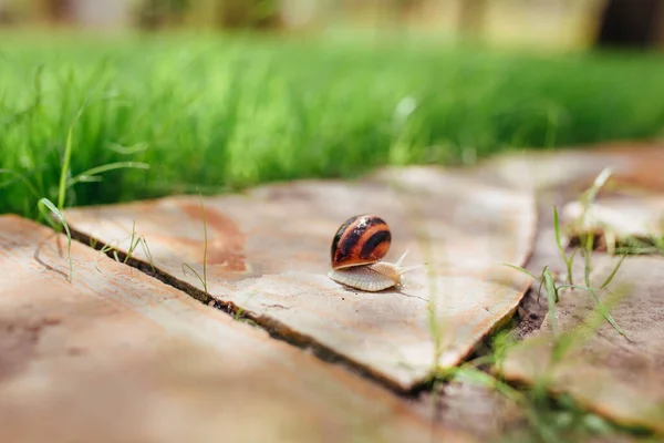 Beautiful Wet Snail Crawls Garden Path Made Stone — Stock Photo, Image