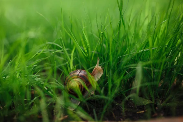 Hermoso Caracol Sentado Hierba Verde Cerca —  Fotos de Stock