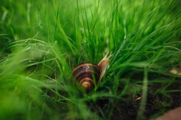 Hermoso Caracol Sentado Hierba Verde Cerca —  Fotos de Stock