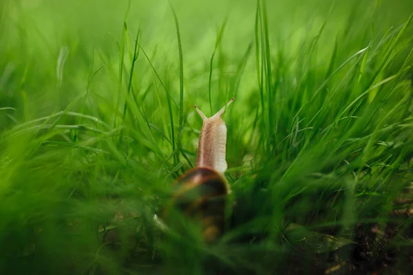 Beautiful Snail Sitting Green Grass Close — Φωτογραφία Αρχείου