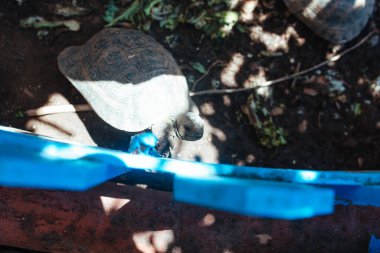 Kara kaplumbağaları çiçek tarhında sürünür ve marul yerler.