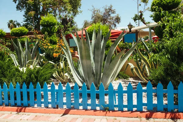 Agave Creciendo Una Cama Jardín Detrás Una Cerca Azul — Foto de Stock