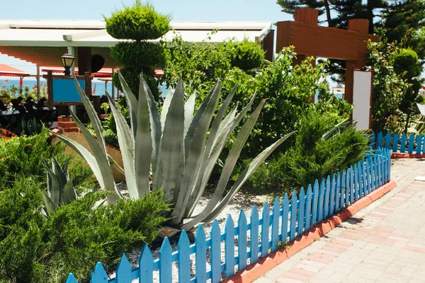 Agave Creciendo Una Cama Jardín Detrás Una Cerca Azul — Foto de Stock