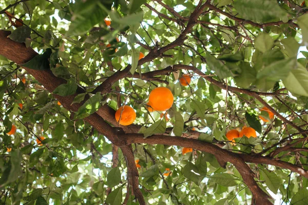 Πορτοκάλια Φυτρώνουν Ένα Δέντρο Κηπουρική Έννοια — Φωτογραφία Αρχείου