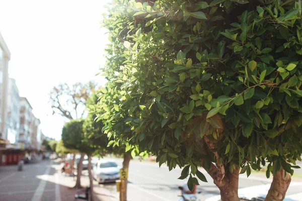 火鸡大街上美丽的树 — 图库照片