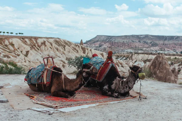 Dva Staří Unavení Velbloudi Údolí Lásky Cappadocia — Stock fotografie