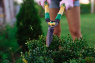 Bahçıvan. Elinde makasla bir kadın bahçedeki çalıları kesiyor. Yakın plan. Peyzaj tasarımı ve bitkilerin bakımı
