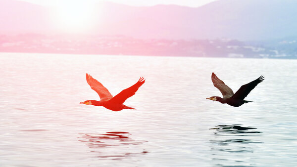 Cormorants flying over the water