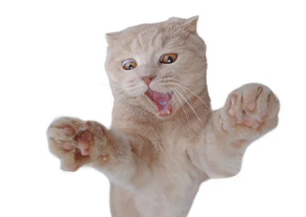 Britische Katze isoliert auf weiß Stockbild