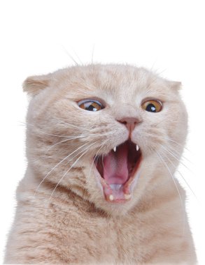 İngiliz kedi üzerinde beyaz izole
