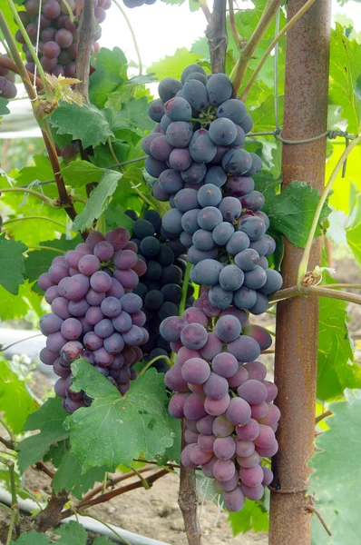 Bunches of red wine grapes — Stock Photo, Image