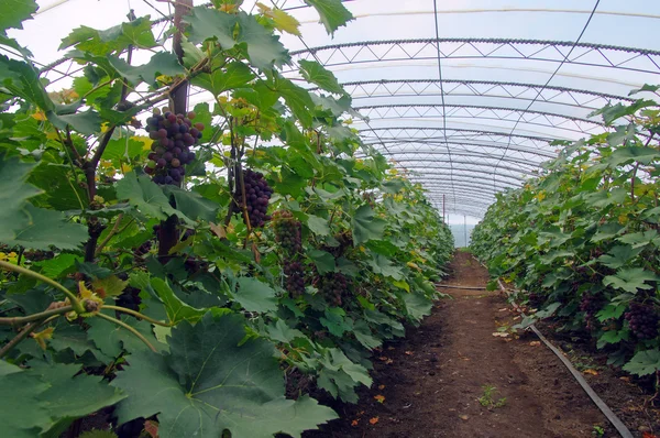 Weinrebe im Gewächshaus lizenzfreie Stockbilder