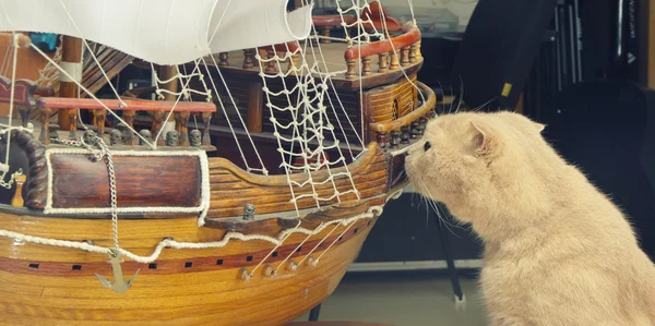 Katze schnüffelt Segelboot — Stockfoto