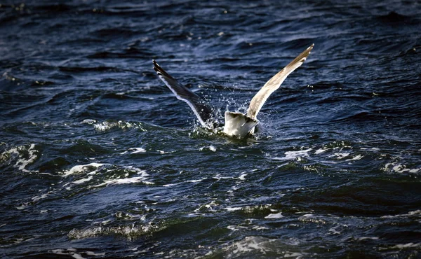 Diving seagull in sea — Stock Photo, Image