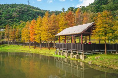 Taipei, Tayvan 'daki Yerli Halk Parkı' nda kel selvi.