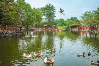 Pingtung, Tayvan 'daki Nanzhou Turizm Şeker Fabrikası sazan havuzu.