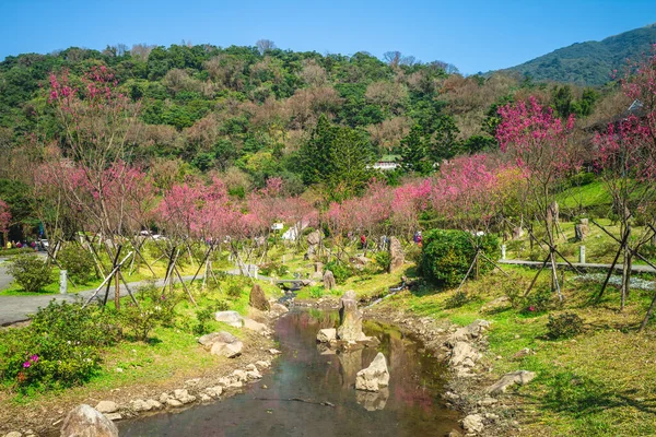Décor Parc National Yangmingshan Taipei Avec Des Fleurs Cerisier — Photo
