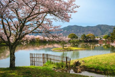 Kyoto, Japonya 'daki Arashiyama' da kiraz çiçekli Osawa göleti.
