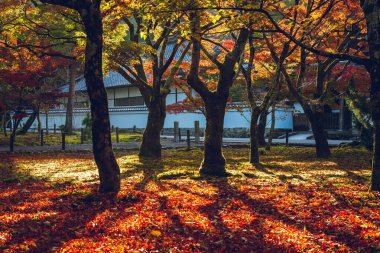 Kyoto, Japonya 'daki Nanzenji Tapınağı' nda sonbahar rengi akçaağaç yaprakları bırakır.