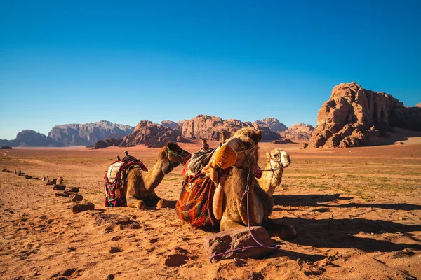 南约旦瓦迪朗姆酒沙漠中的骆驼 — 图库照片
