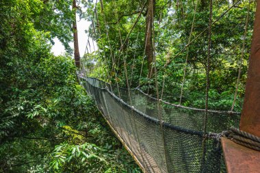 Ulusal Kinabalu Parkı 'ndaki paraşüt yolu, Taman Negara Kinabalu, Sabah, Malezya