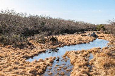 Jeju Adası, Güney Kore 'deki Halla Dağı' nda 1100 İrtifa Bataklığı manzarası