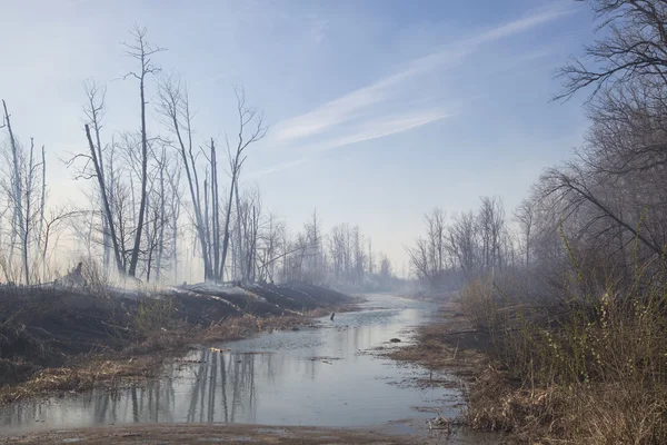 Waldbrand — Stockfoto