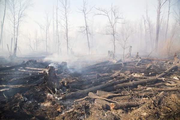 Effetti degli incendi boschivi — Foto Stock