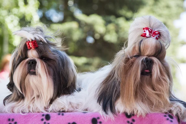 köpek göstermek