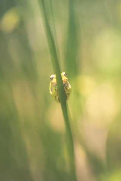 Lövgroda - rush - framifrån — Stockfoto