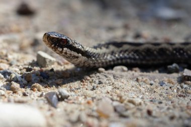 Viper - Vipera berus