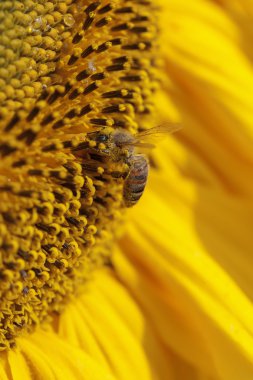 Bal arısı - ayçiçeği