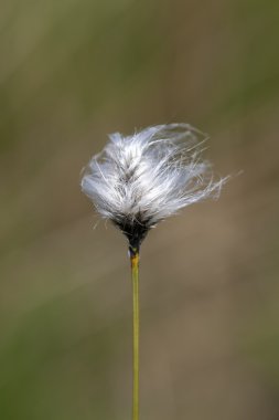 TUSSOCK cottongrass