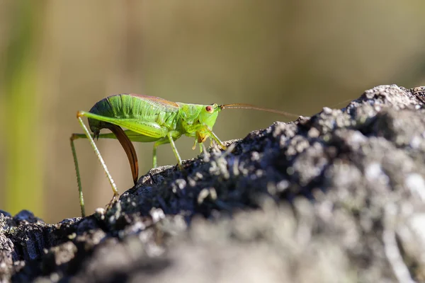 Σύντομη φτερωτό conehead - oviposition — Φωτογραφία Αρχείου